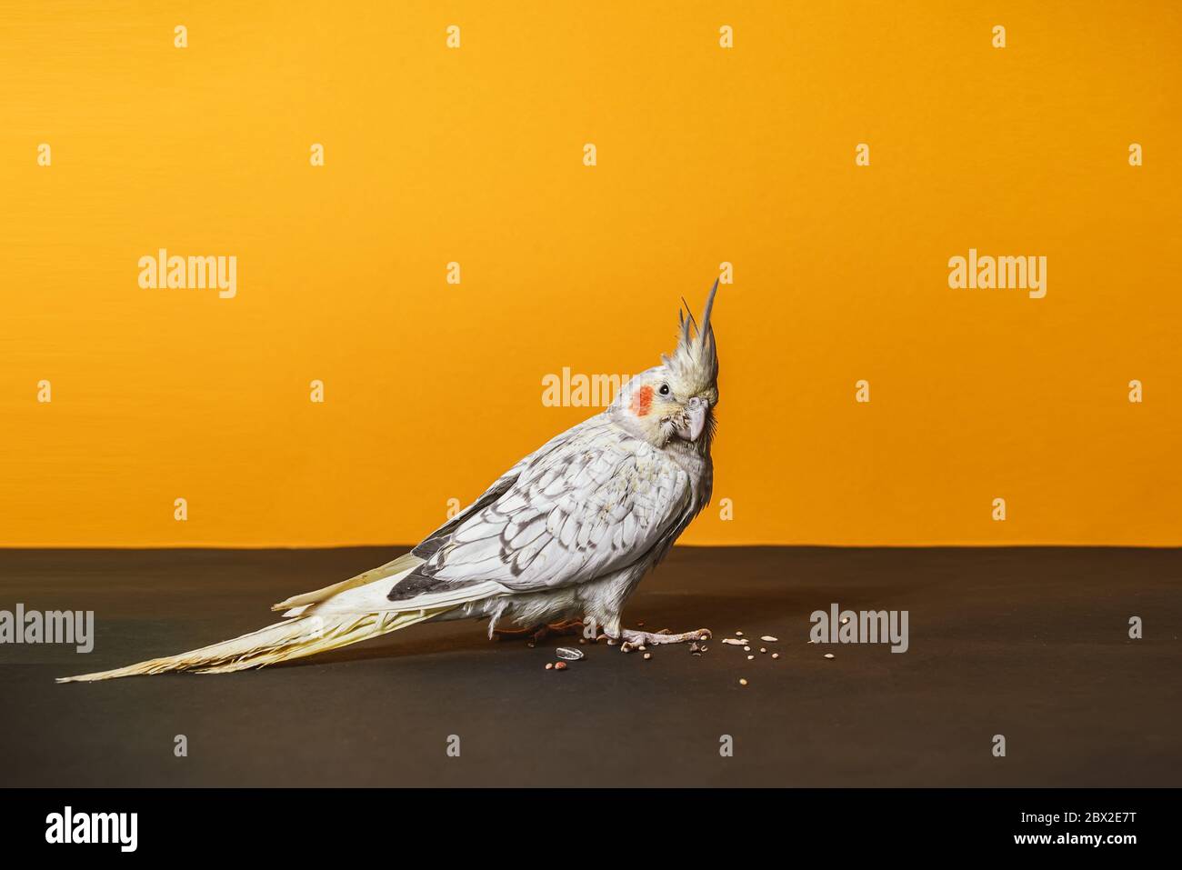 Femmina cockatiel pappagallo di 3 mesi in posa su sfondo arancione in studio Foto Stock