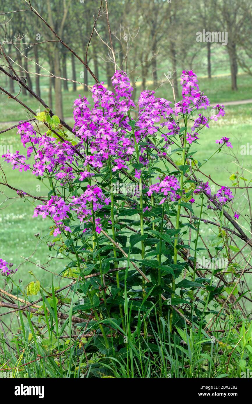 Garden Phlox, fioritura, e USA, di James D Coppinger/Dembinsky Photo Assoc Foto Stock
