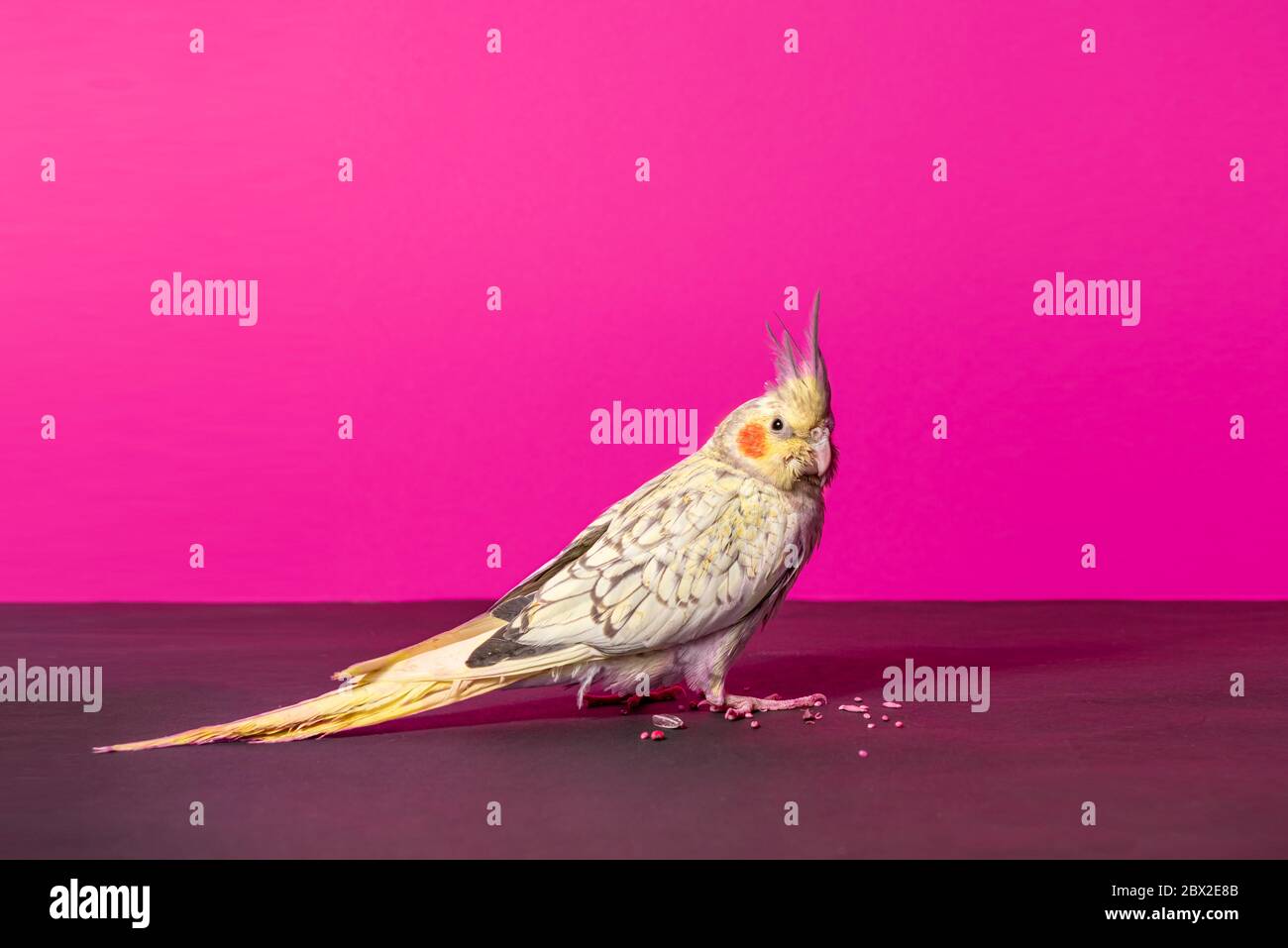 Femmina cockatiel pappagallo di 3 mesi in posa su sfondo rosa in studio Foto Stock