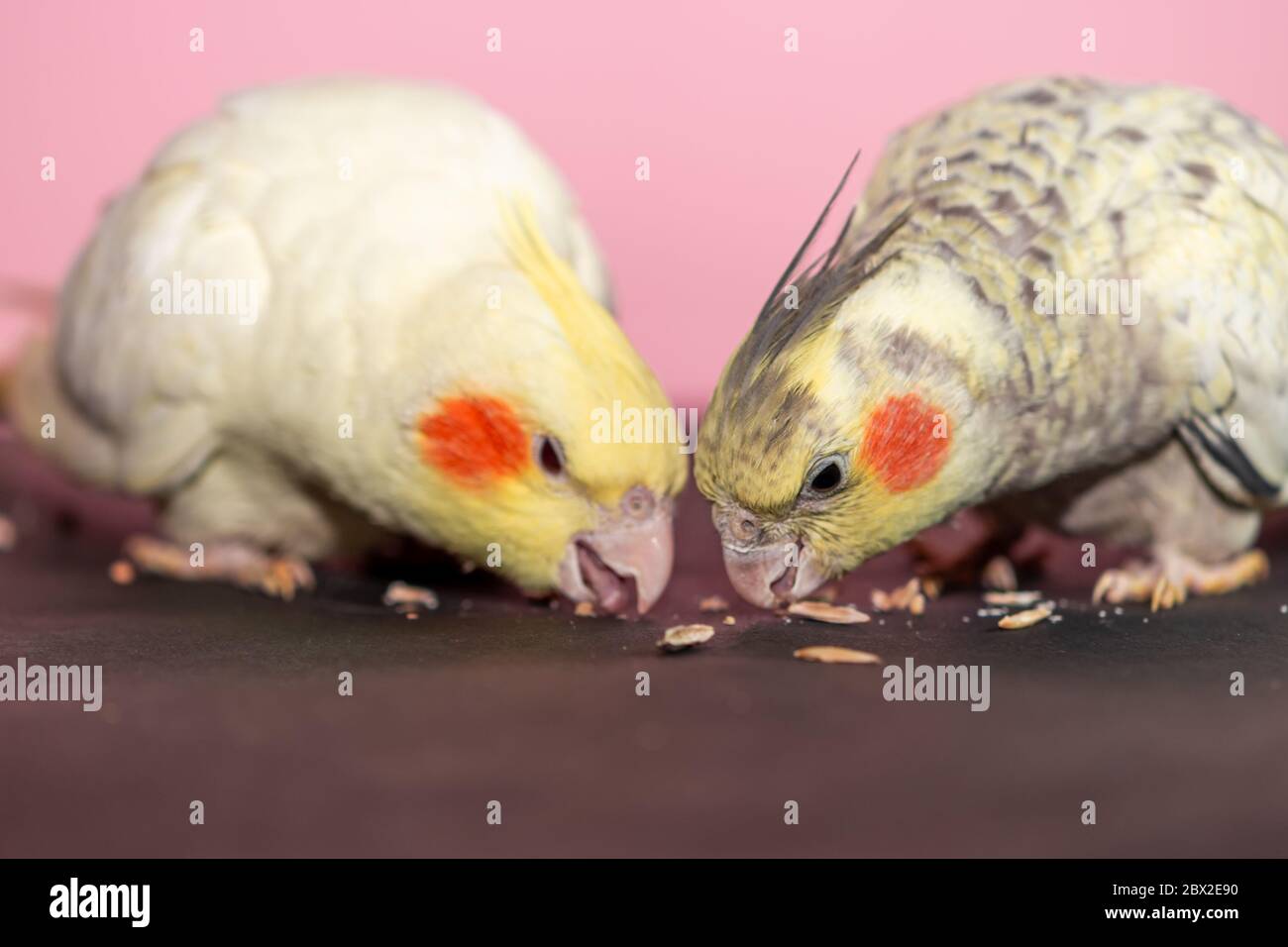 Cockatiel coppia pappagallo 3 mesi di età mangiare semi primo piano Foto Stock
