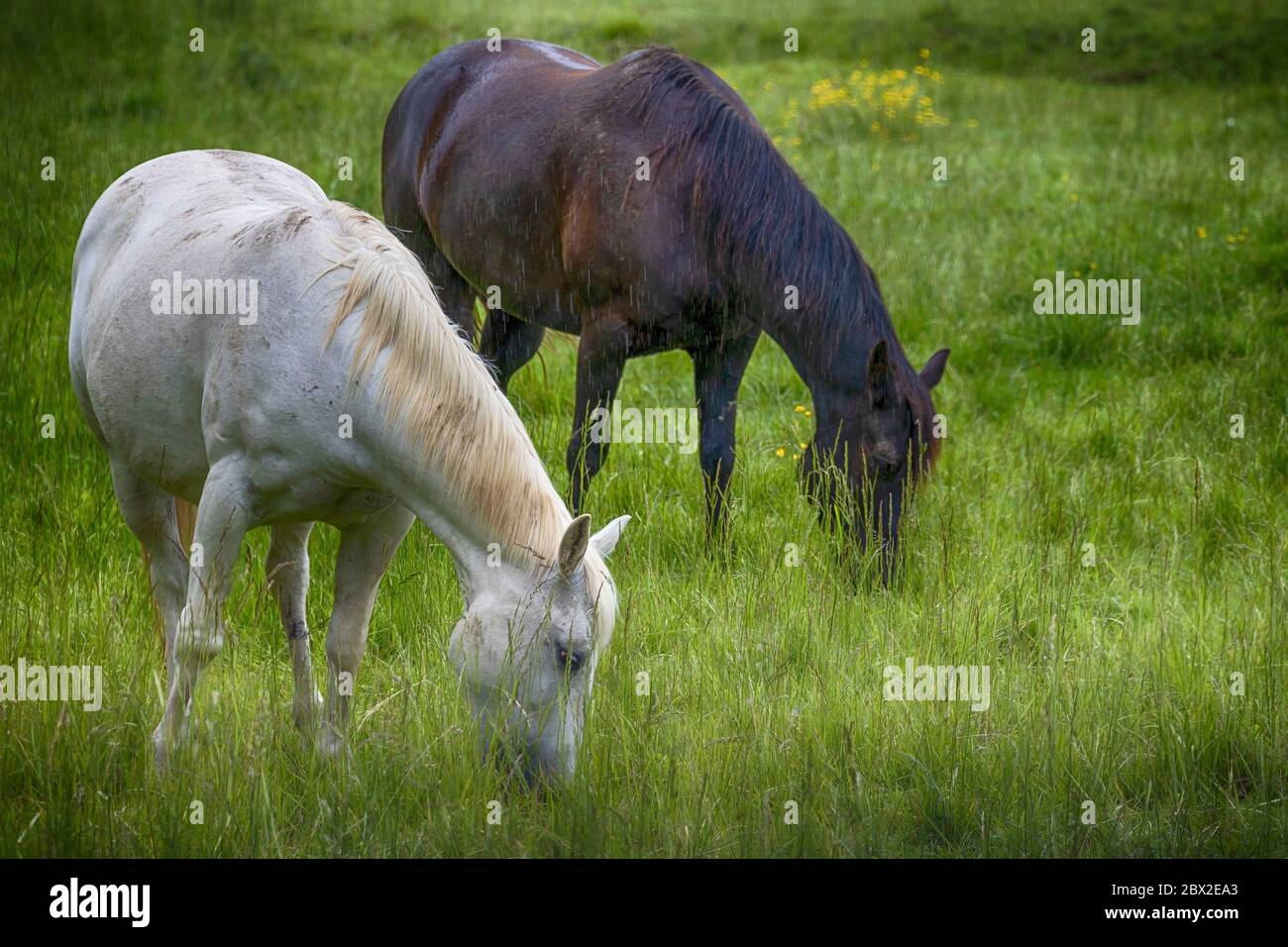 Un cavallo bianco e marrone pascolano in un pascolo nella Virginia rurale Foto Stock