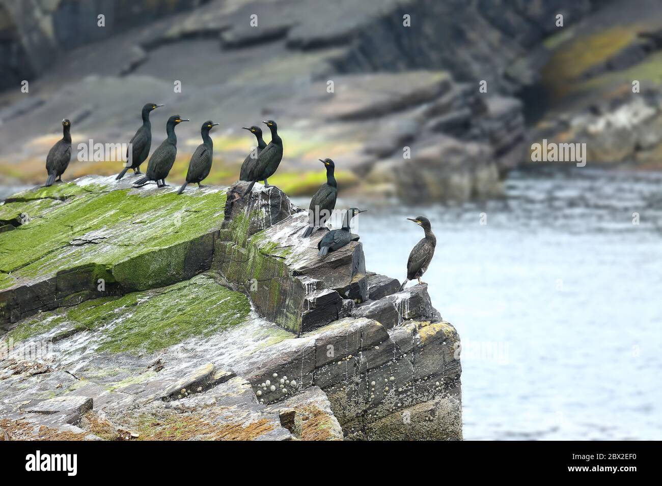 Gruppo di uccelli marini Shag che si trovano sul bordo della scogliera vicino all'oceano, Mousa, Isole Shetland, Scozia. Foto Stock