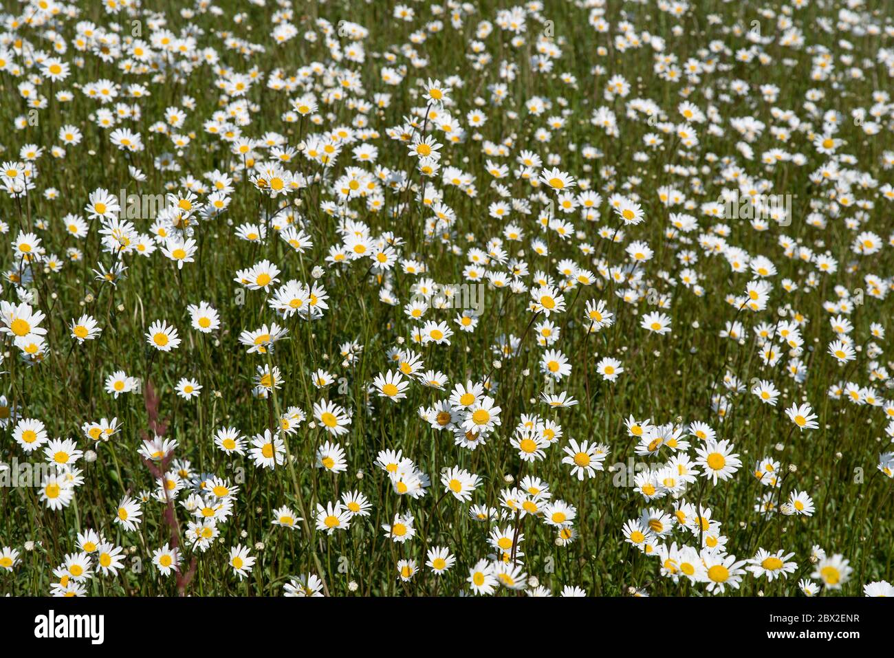 Campi a margherita. Texture Wildflower Foto Stock