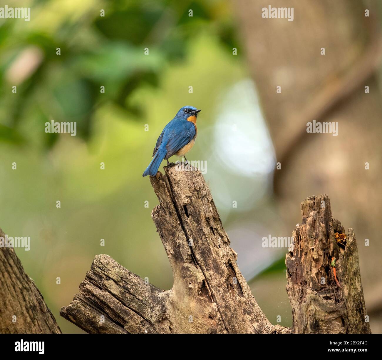 Il Santuario degli uccelli di Ranganathittu un paradiso di oltre 200 specie di uccelli vibranti e dall'aspetto meraviglioso e di aroneria nidificanti ospita varianti di uccelli Foto Stock