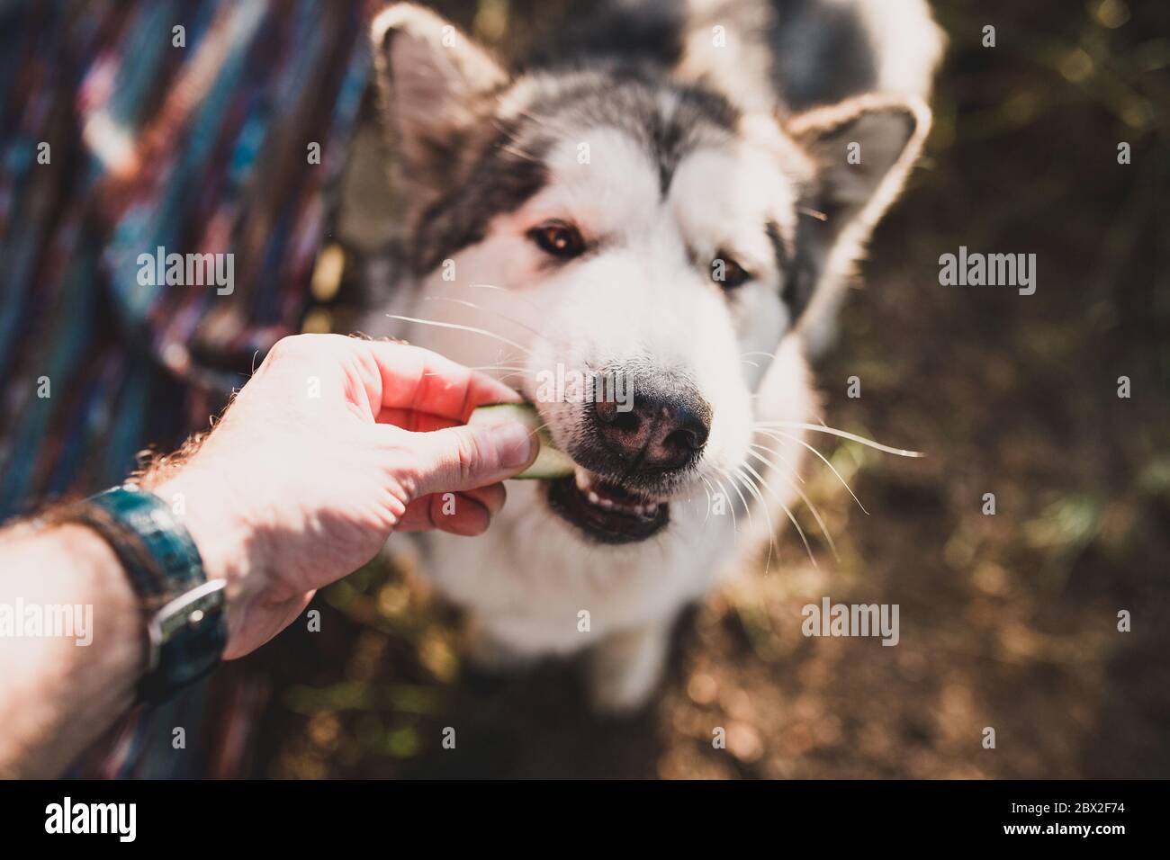 Un cane grande e soffice si nutre di verdure durante un picnic con il proprietario - un animale domestico carino Foto Stock