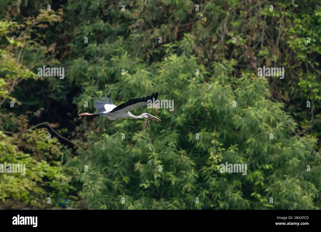 Il Santuario degli uccelli di Ranganathittu un paradiso di oltre 200 specie di uccelli vibranti e dall'aspetto meraviglioso e di aroneria nidificanti ospita varianti di uccelli Foto Stock