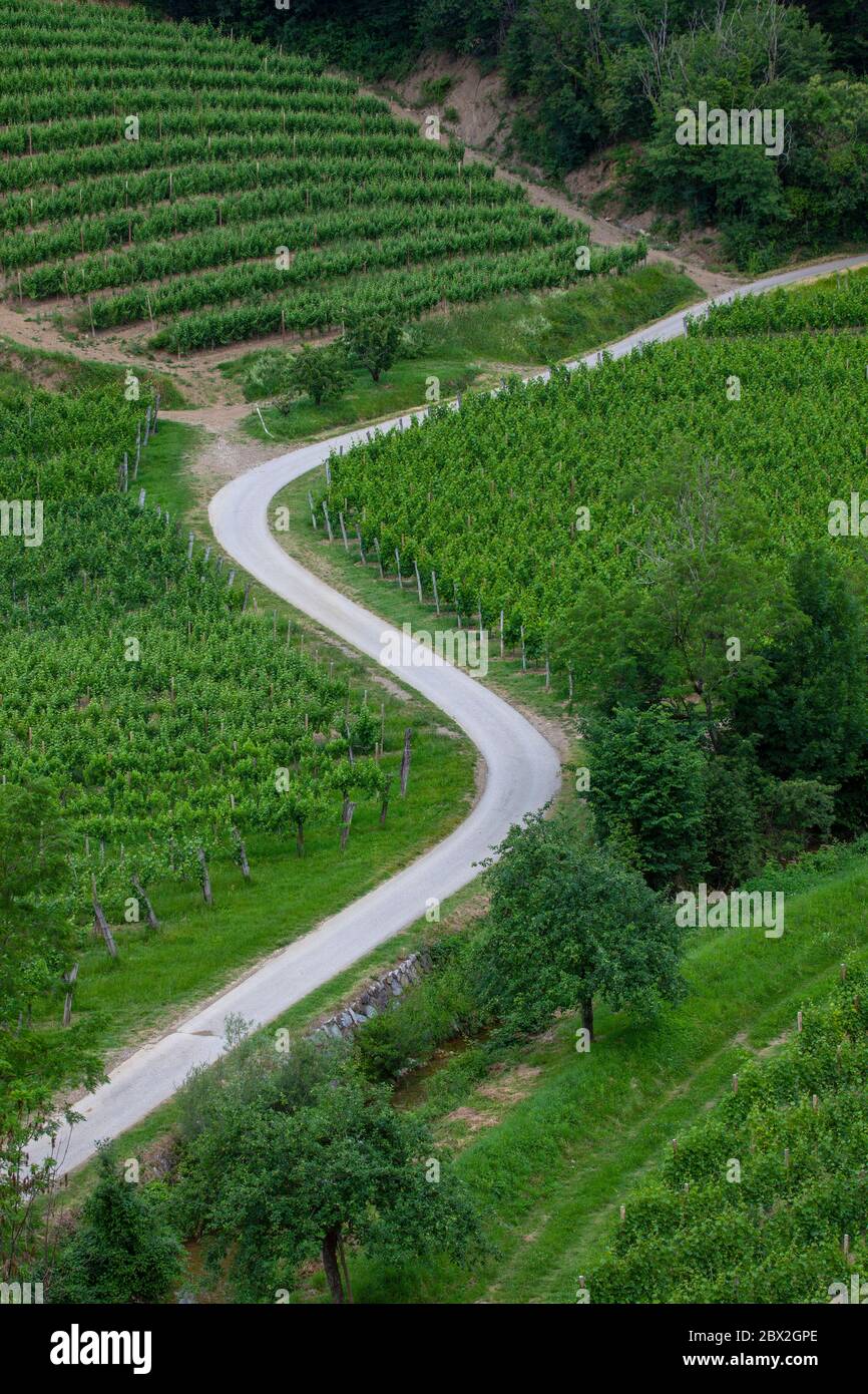 Foto dall'alto della strada Curvy nel mezzo dei vigneti di Goriska Brda in Slovenia Foto Stock