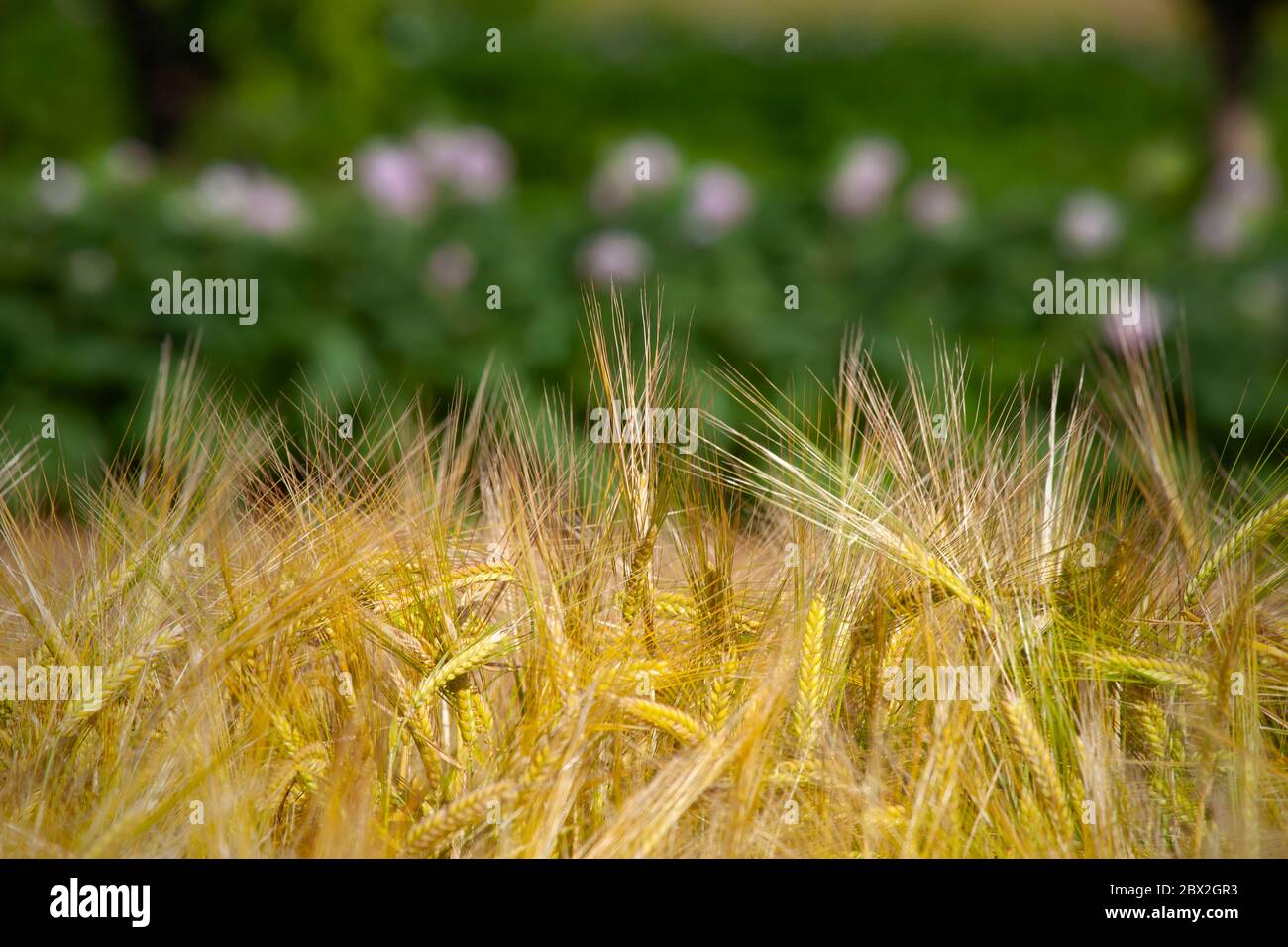 Foto di Primavera campo di grano situato tra le altre culture Foto Stock