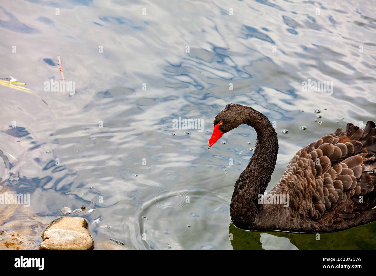 Un bel cigno nero con piumaggio marrone e un becco rosso luminoso nuotano sul bordo di un lago forestale. Foto Stock