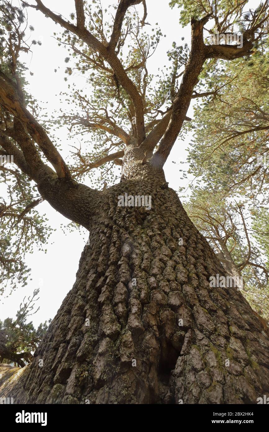 Vista in altezza lungo un tronco di un pino di circa 1300 anni Foto Stock
