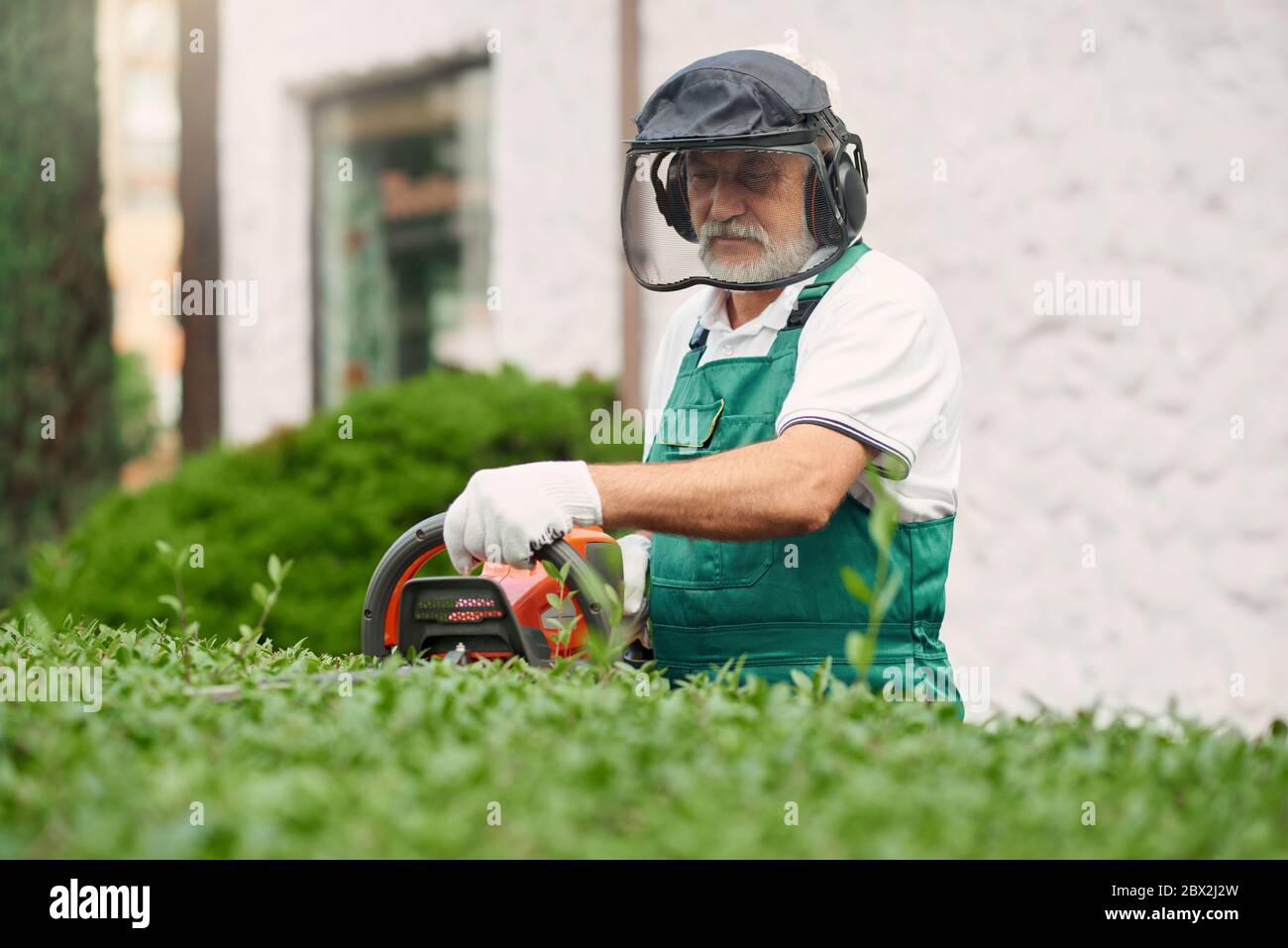 Abbellimento e cura di piante in giardino. Vista frontale del lavoratore anziano che indossa cuffie uniformi e di protezione e maschera facciale che taglia le boccole in eccesso utilizzando una macchina elettrica a fresare. Foto Stock