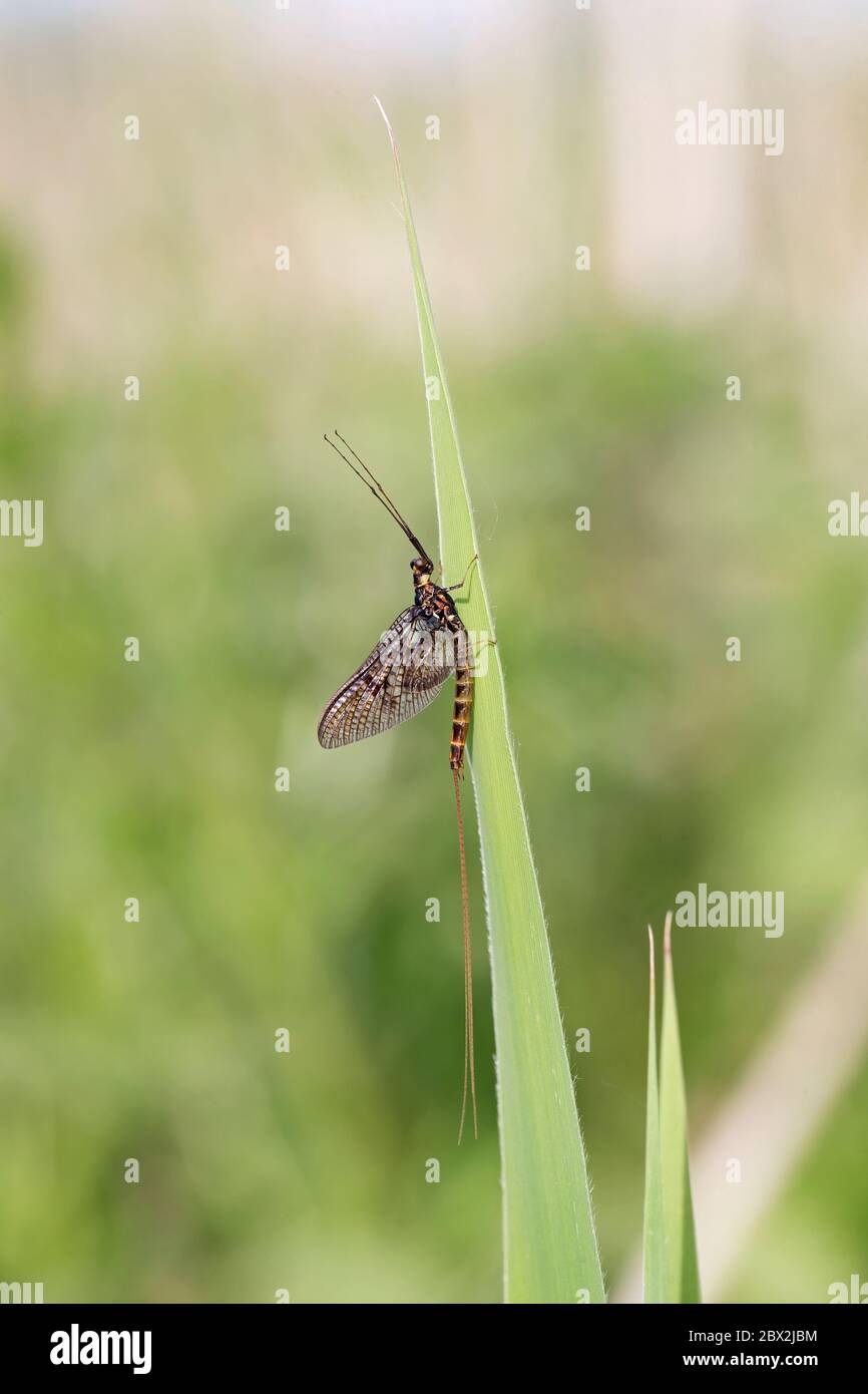 Drake Mackerel Mayfly (Ephemera vulgata) Foto Stock