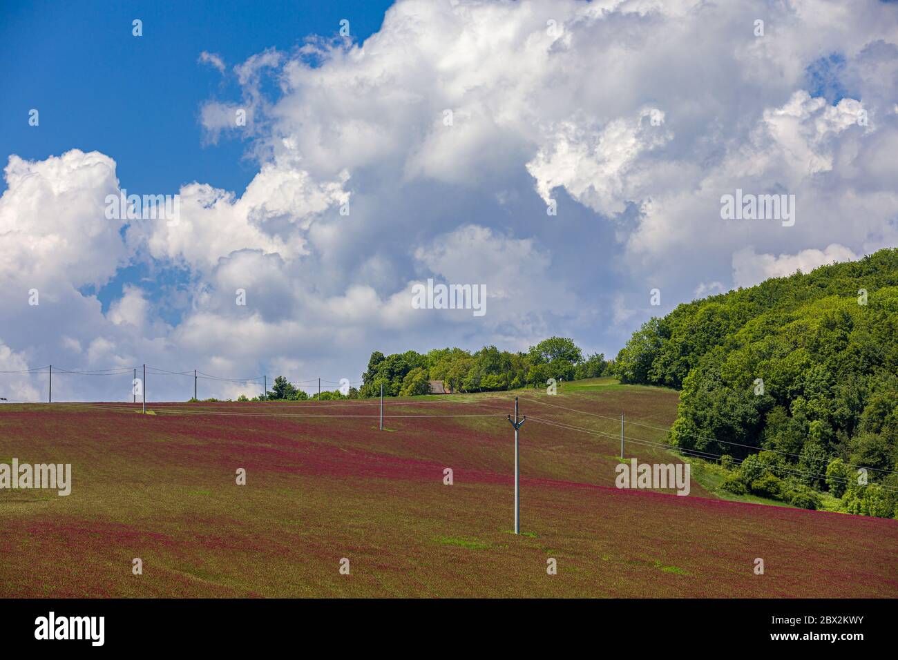 Campi di trifoglio intorno al villaggio Sobotiste, Slovacchia Foto Stock