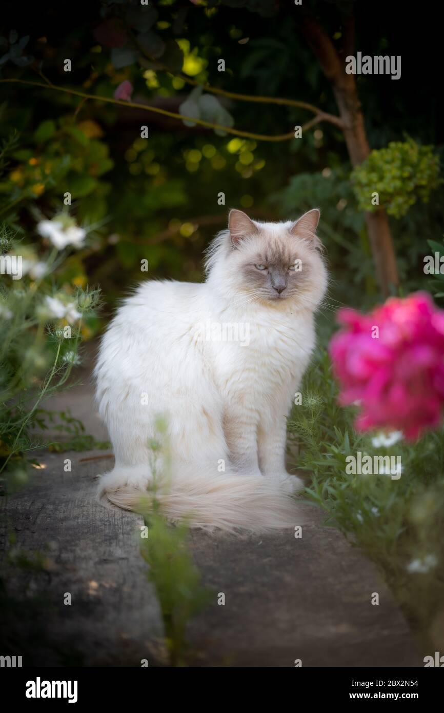 gatto ragdoll bianco dai capelli lunghi Foto Stock