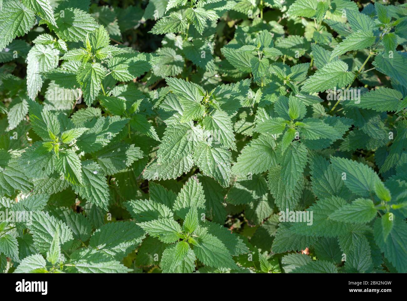 foglie verdi di molte nettle in primo piano Foto Stock
