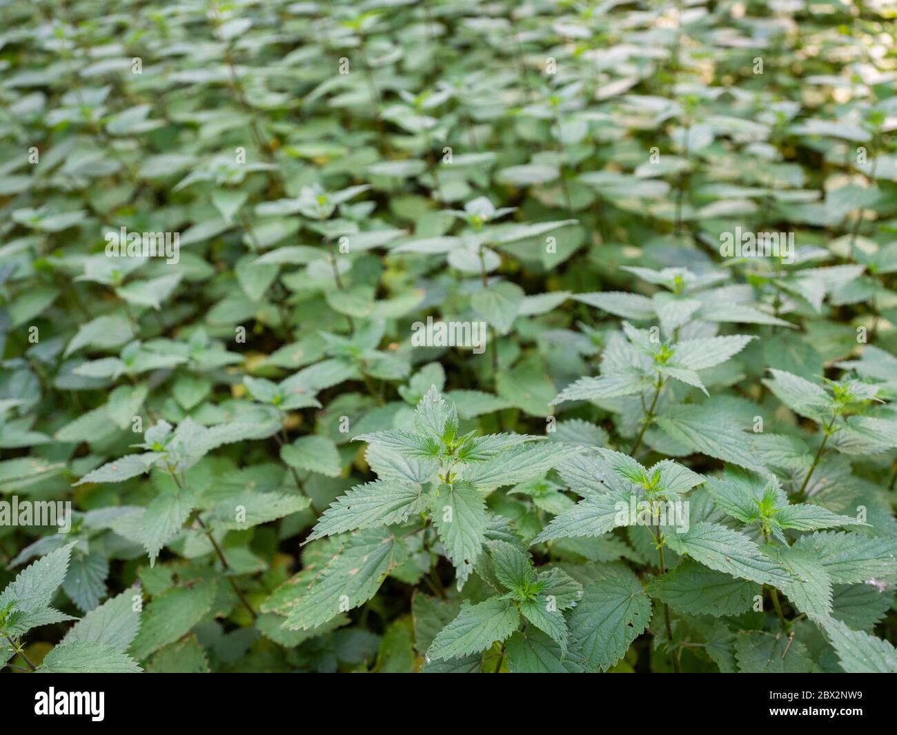 foglie verdi di molte nettle in primo piano Foto Stock