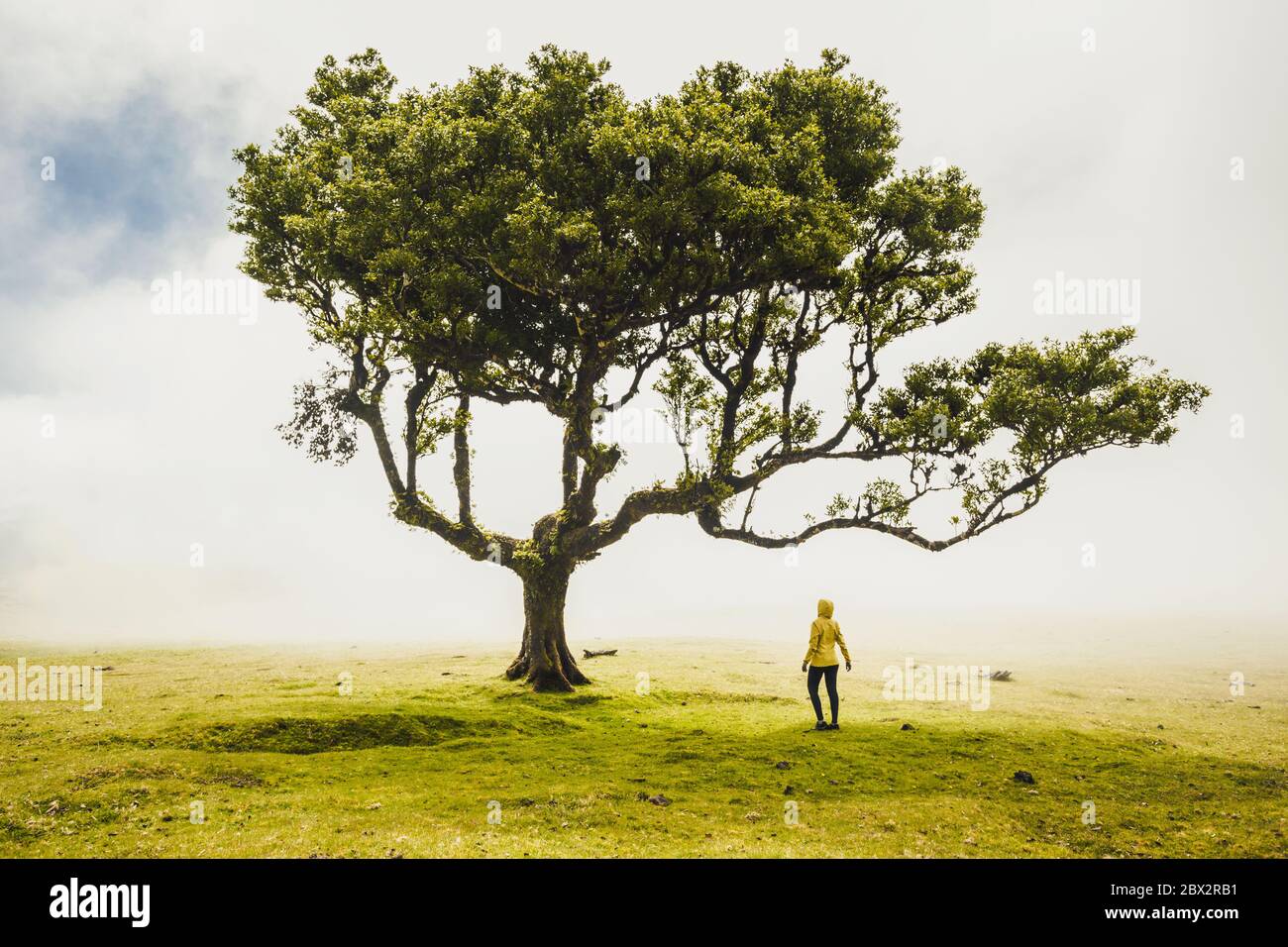 Viaggiatore sentimento donna la potenza della natura in una antica foresta Foto Stock