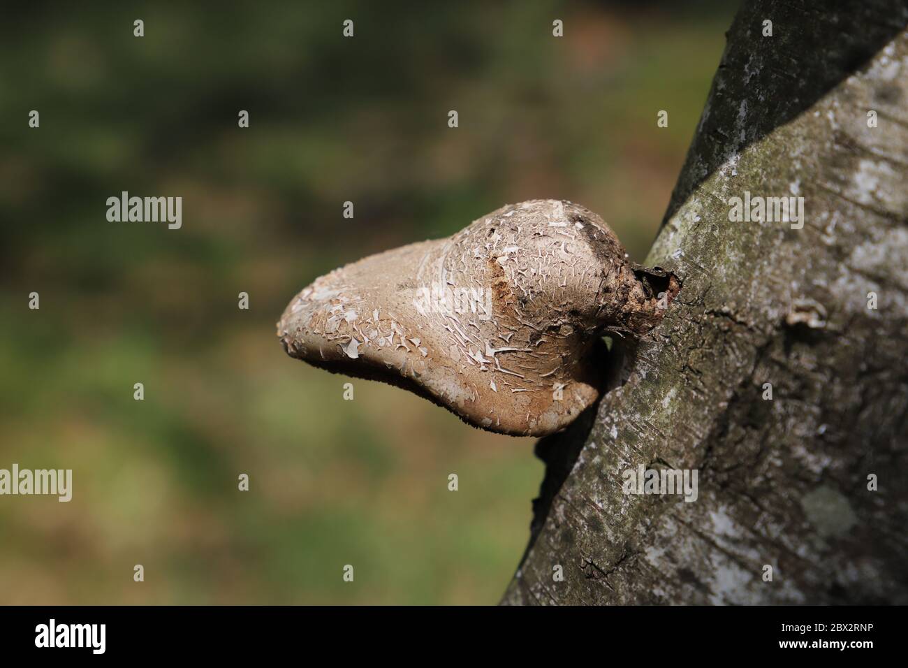 Tipico fungo su un albero a Drenthe Paesi Bassi Foto Stock