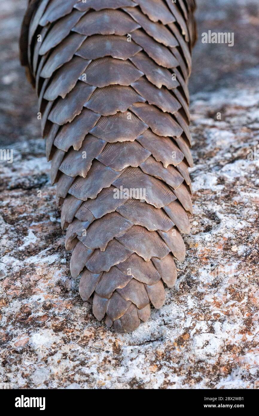 Namibia, Riserva di gioco privata, Temminck Pangolin o Cape Land Pangolin (Smutsia temminckii), condizioni controllate Foto Stock