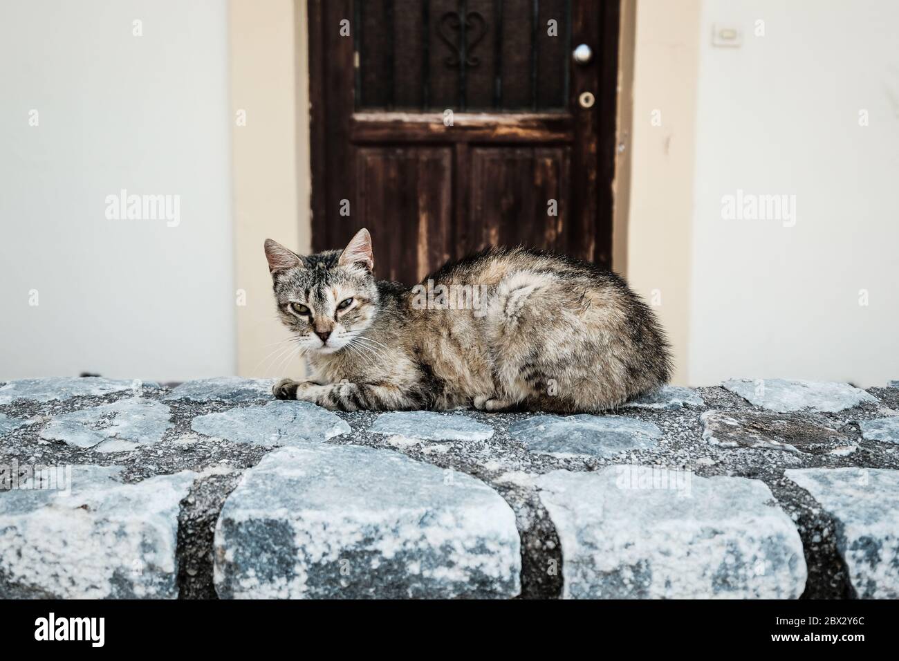 Gatto selvatico sdraiato su un muro a Creta, Grecia Foto Stock