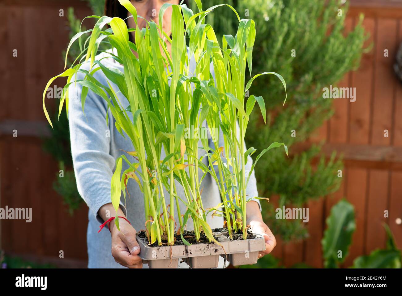 Donna tiene giovani pianta di Sweetcorn, (Zea Mays), pronto per piantare all'aperto, Surrey, UK Foto Stock
