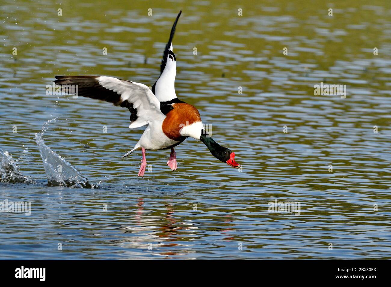 Francia, Somme, Bay, Parc du Marquenterre, Tadorne de Belon (Tadorna tadorna) Foto Stock