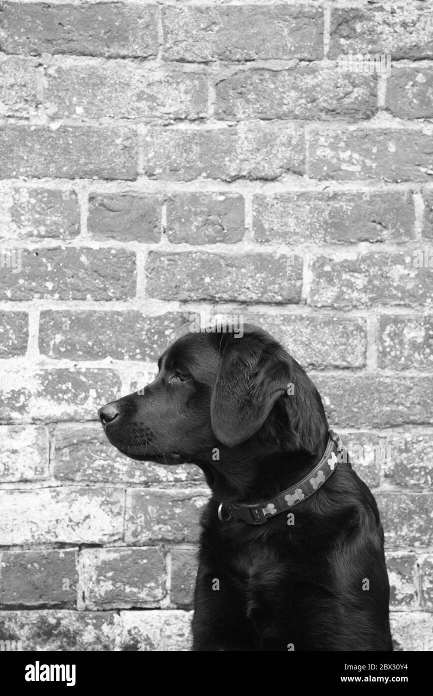 Nero Labrador Dog ritratto primo piano in bianco e nero Foto Stock