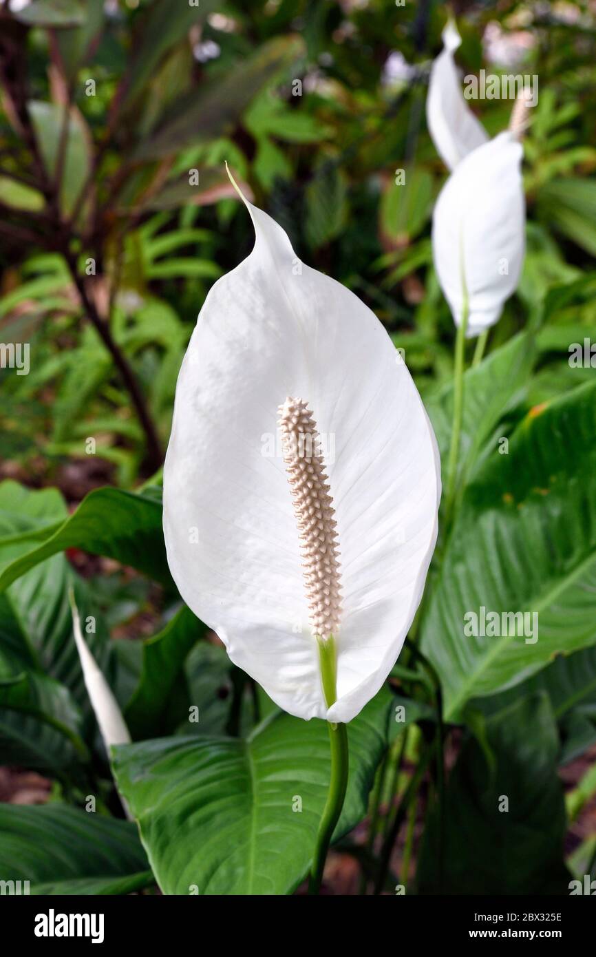 Francia, isola di Reunion (dipartimento francese d'oltremare), Saint Pierre, Domaine du Café Grillé Giardino Botanico, Spathiphylllum cochlearispathum Foto Stock
