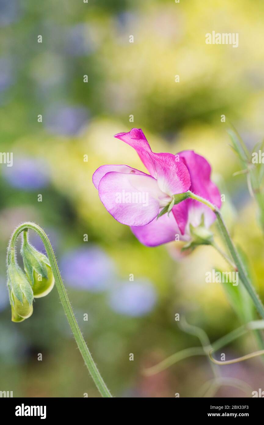 Lathyrus odoratus 'ballerino di panish'. Fiore dolce di piselli. Foto Stock