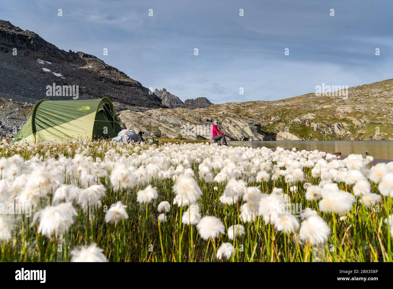 Francia, Savoia (73), Haute-Maurienne, Lanslevillard, Vallon du Giaset, bivacco escursionista sulle rive del Lac Blanc e dell'erba di cotone Eriophorum Foto Stock