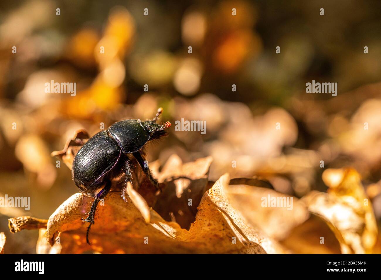 Francia, Somme (80), Crécy-en-Ponthieu, foresta di Crécy, letle sterco, insetti coprofagous dell'scarabeo Foto Stock