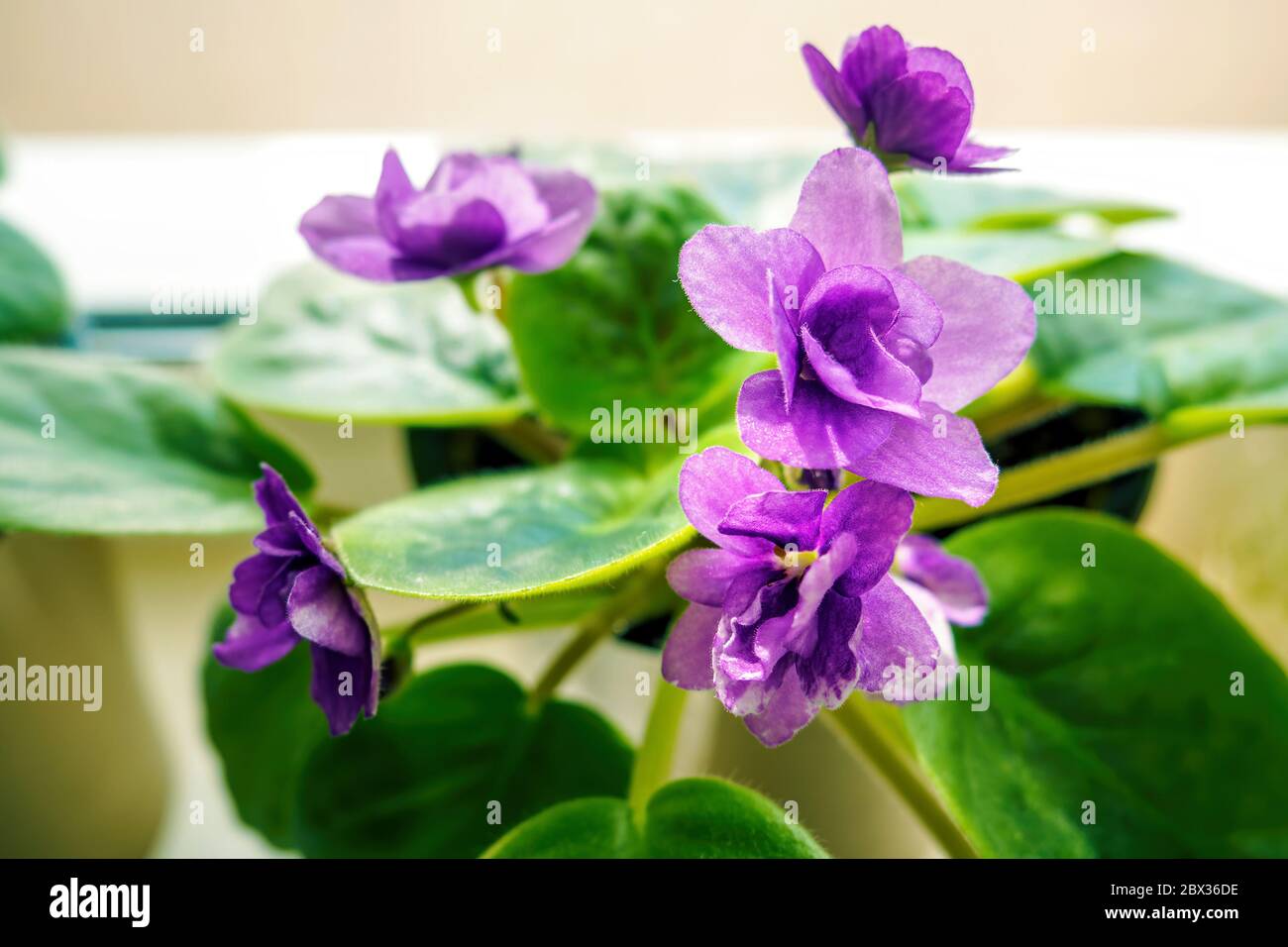 Primo piano di fiori violetti Saintpaulia noti come violetti africani, fuoco selettivo. Foto Stock