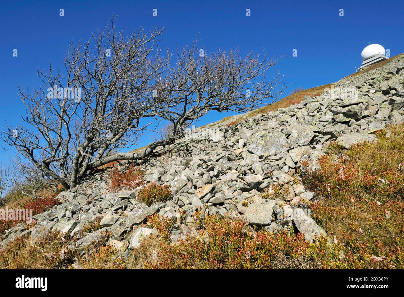Francia, Alto Reno, Hautes Vosges, Grand Ballon, vetta (1424m), rocce, bandiera di faggio, mirtilli, radar per l'aviazione civile Foto Stock