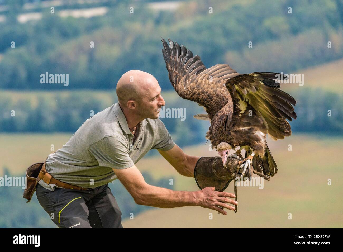 Francia, Isere, montagne Chartreuse, Saint-Hilaire-du-Touvet, Coupe Icare, il più grande evento di volo gratuito del mondo, dimostrazione di falconeria da Les Aigles du Léman che ha la più grande collezione di uccelli rapaci del mondo (più di 80 specie) Foto Stock