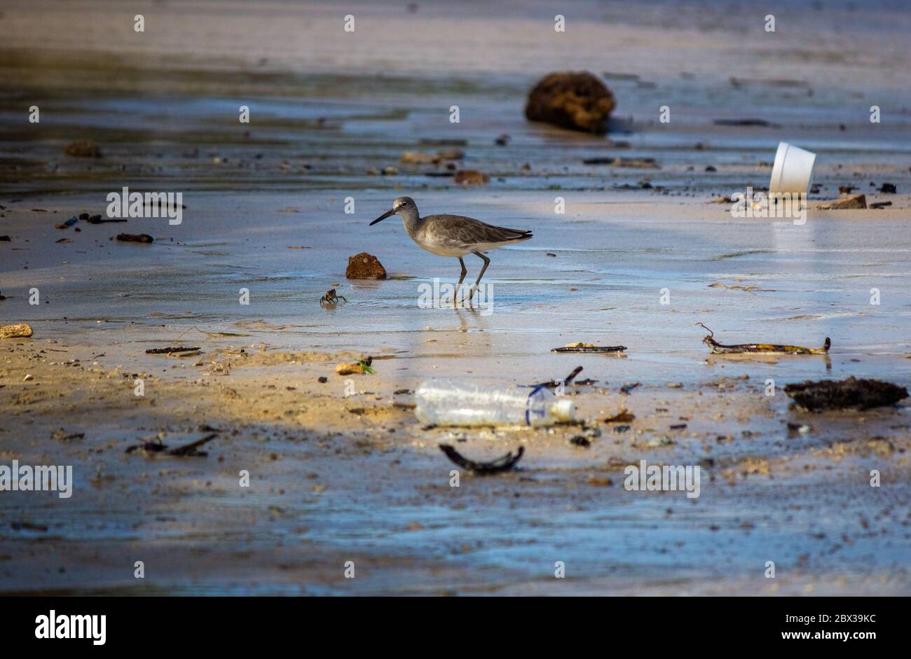 Sea Dunlin alla ricerca di cibo, cercando di pescare qualcosa nel mezzo della spazzatura sinistra sulla spiaggia Foto Stock