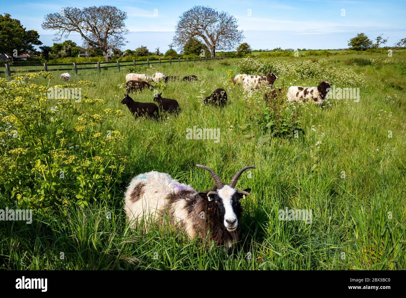 Sheep Bawdsey Suffolk UK Foto Stock