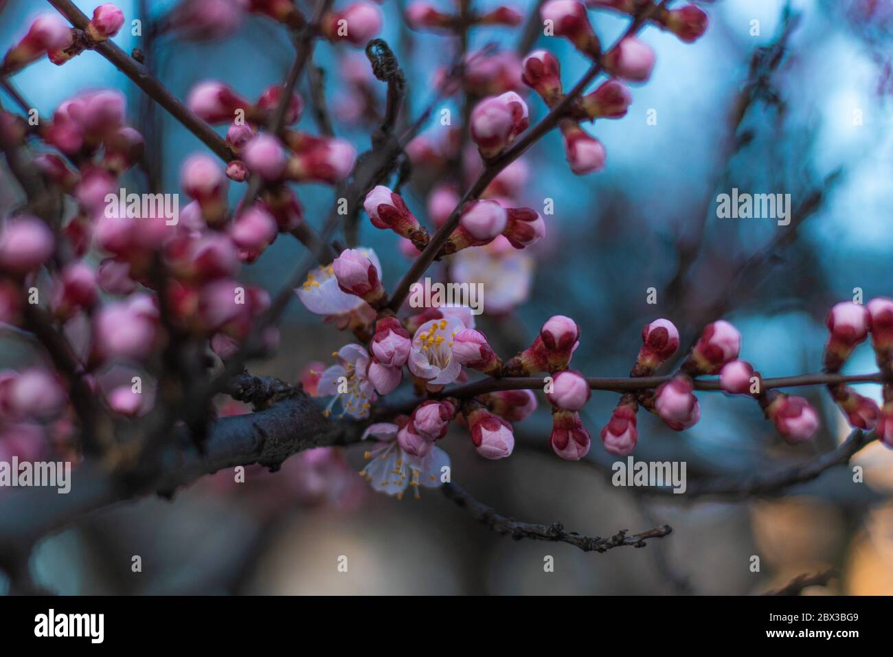 Boccioli di albicocca rosa primaverile su un ramo di albero. L'albero dell'albicocca che fiorisce da vicino su sfondo del cielo ciano-blu Foto Stock