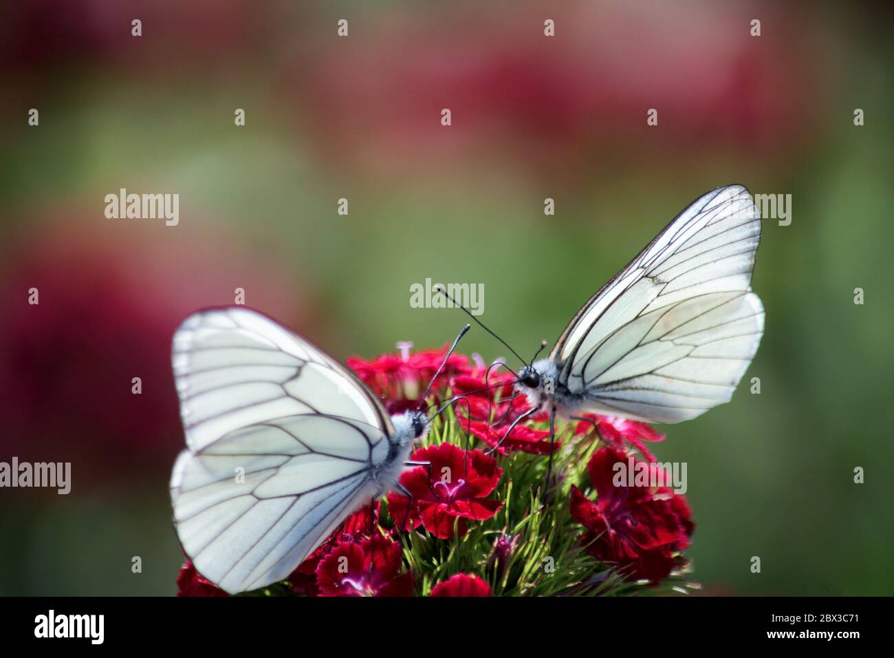 Due farfalle bianche che atterrano su un fiore in un giardino fiorito - Aporia crataegi Foto Stock