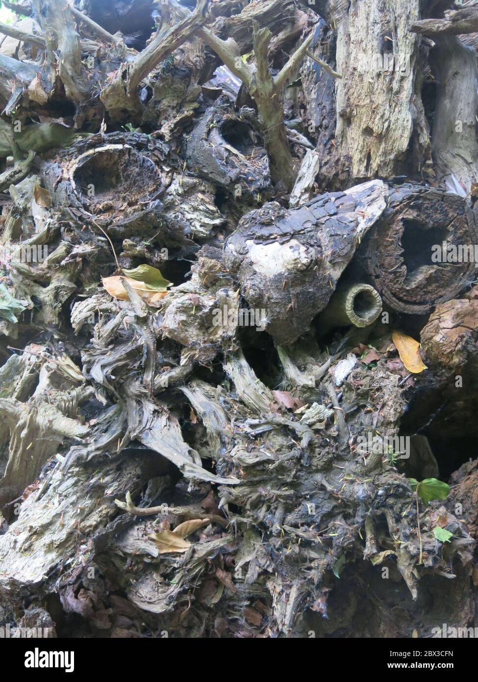 Un mucchio di tronchi di alberi tritati e legno vecchio rende un habitat perfetto ecologico per insetti e la fauna selvatica. Foto Stock