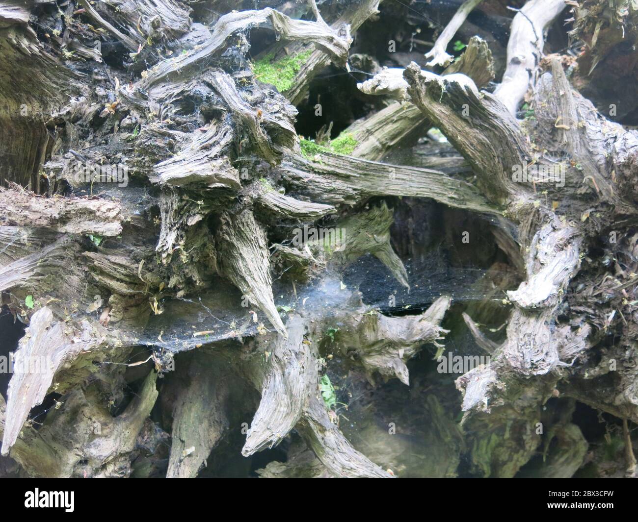 Un mucchio di tronchi di alberi tritati e legno vecchio rende un habitat perfetto ecologico per insetti e la fauna selvatica. Foto Stock