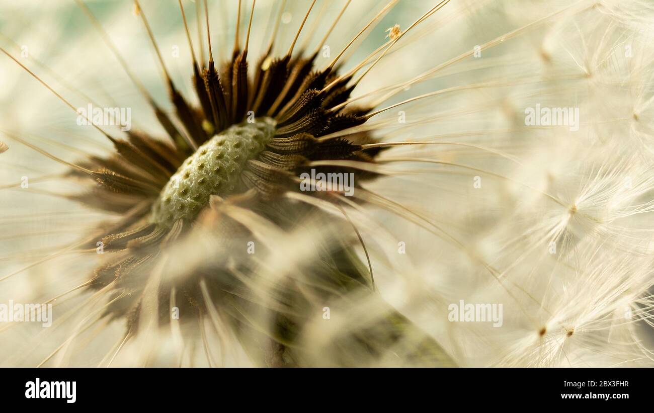 Testa di semi di dente di leone macro shot Foto Stock