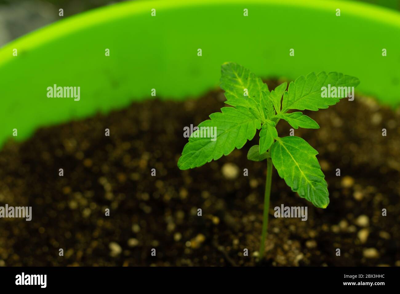 Pianta verde giovane che cresce in terra. Foto Stock