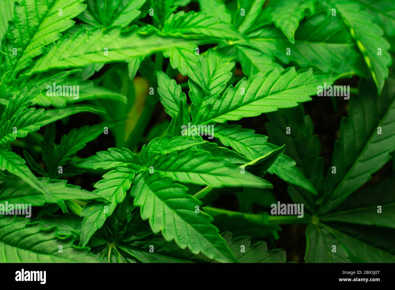 Mazzo di foglie di erbacce di cannabis da vicino. Uso medico di droga. Marijuana legalizzare. Foto Stock
