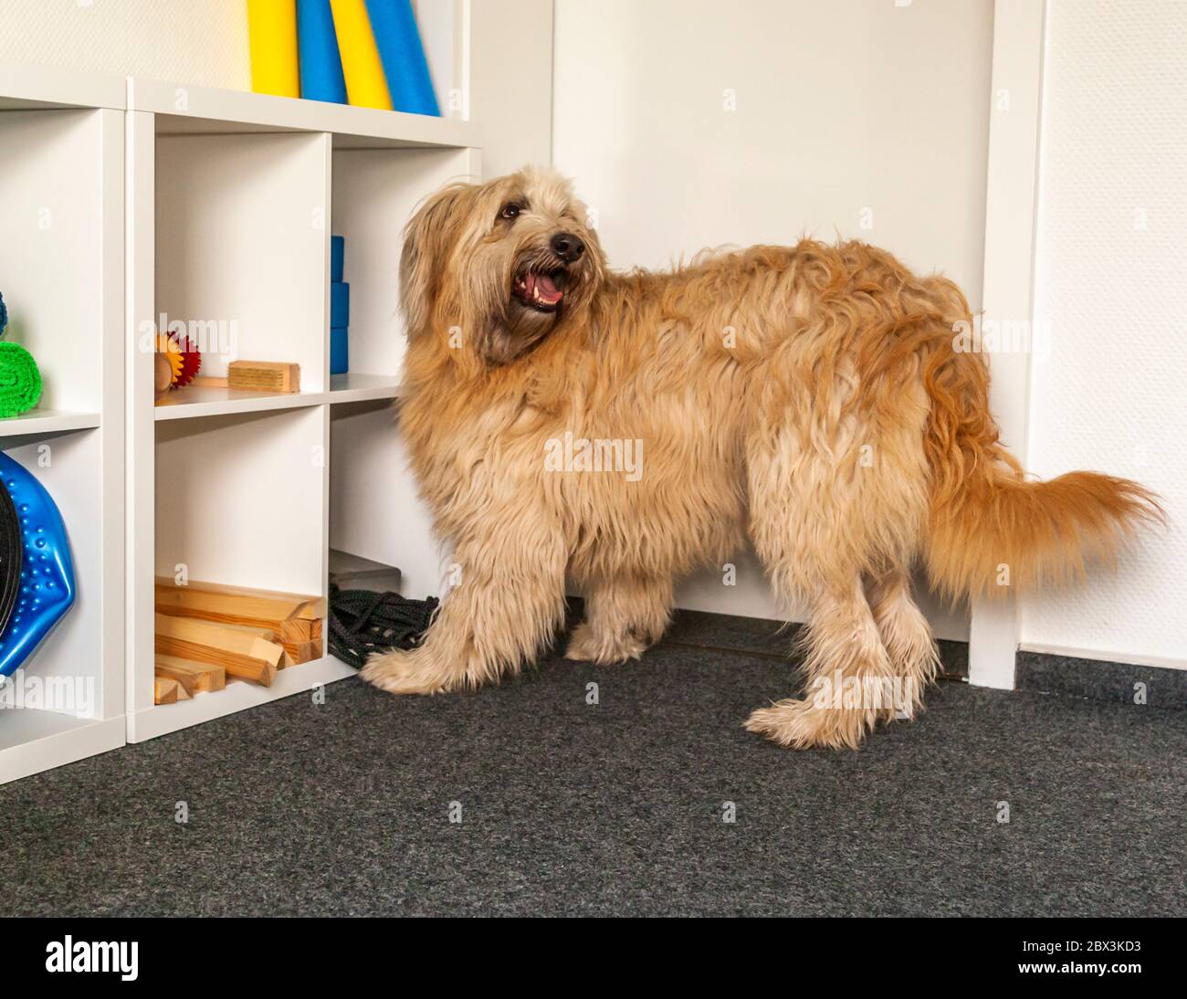 Esame dei cani di rilevamento stampi a Dortmund, Germania Foto Stock