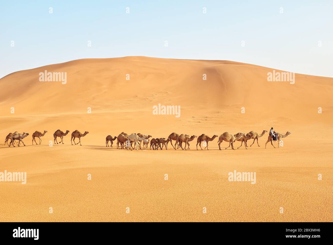 Un uomo che guida un gregge di cammelli arabi che attraversano il deserto caldo. Deserto al Dahna, Riyadh, Arabia Saudita Foto Stock