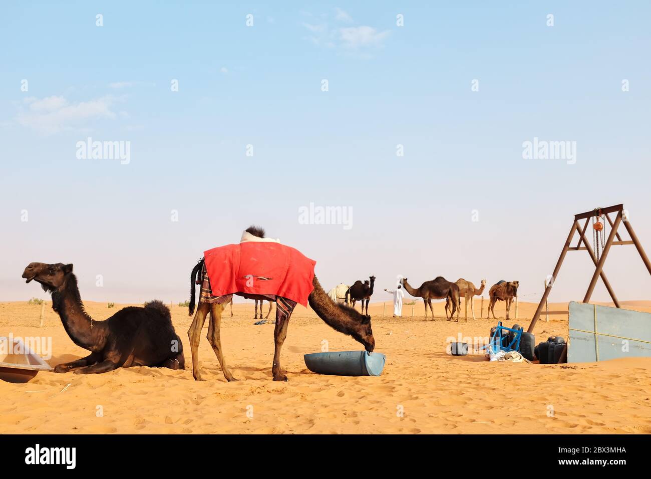 Un uomo e i suoi cammelli nel deserto arabo. Deserto al Dahna, Riyadh, Arabia Saudita. Foto Stock