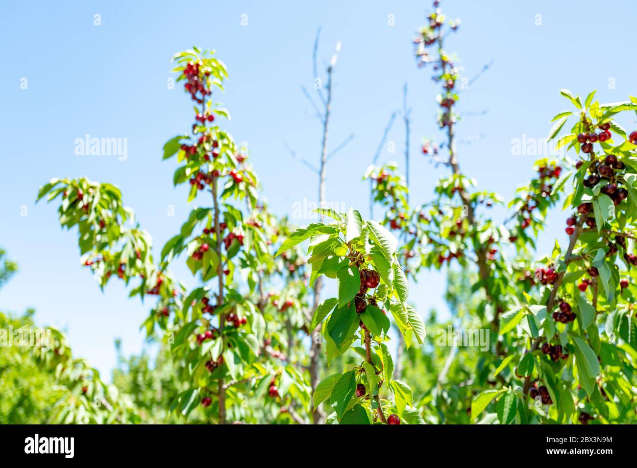 Primo piano di ciliegie su alberi presso la fattoria di ciliegie nella regione agricola di Brentwood, California, 25 maggio 2020. () Foto Stock