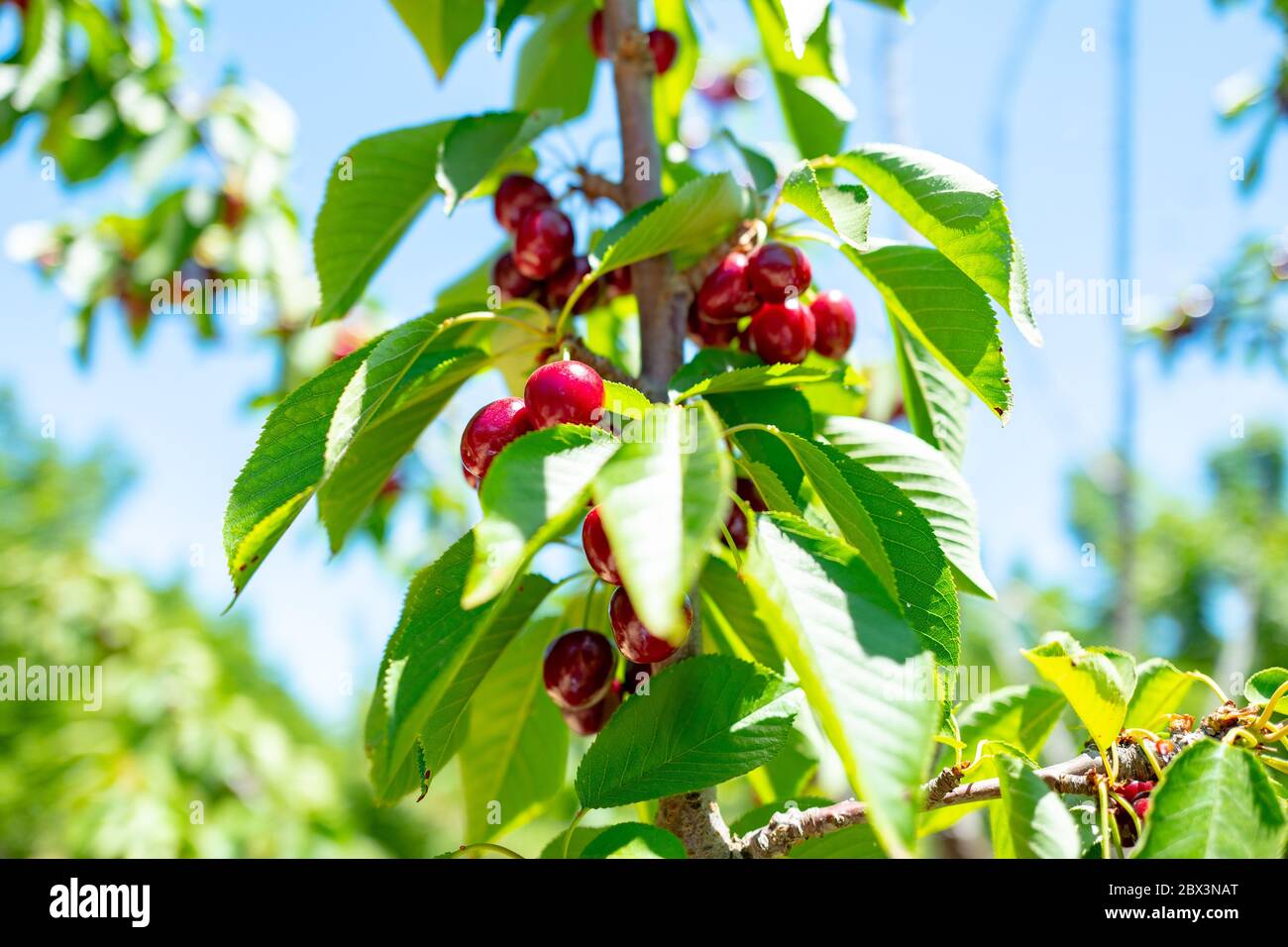 Primo piano di ciliegie su alberi presso la fattoria di ciliegie nella regione agricola di Brentwood, California, 25 maggio 2020. () Foto Stock
