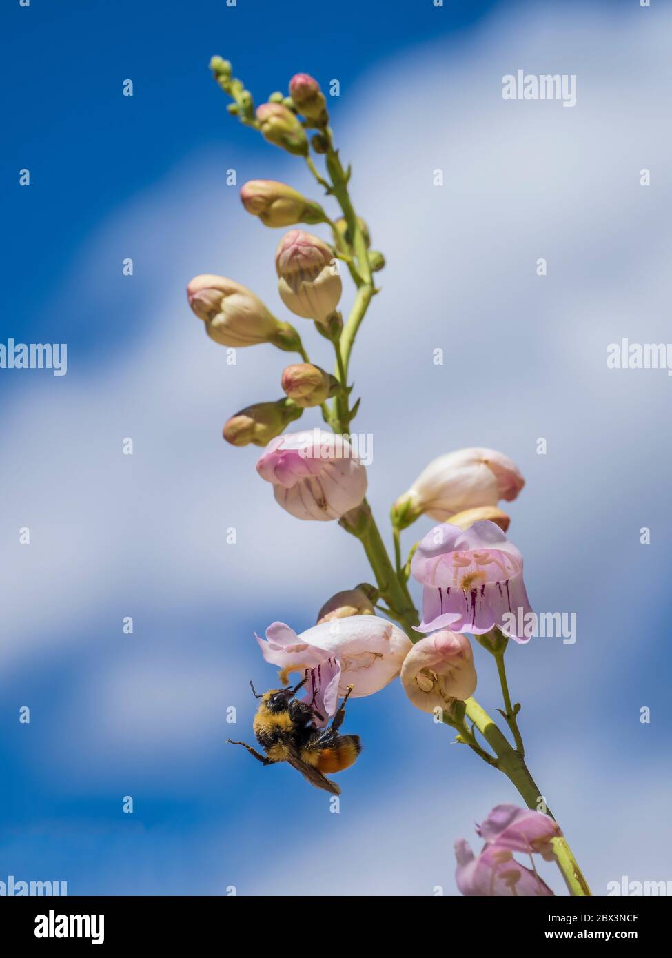 Bumblebee festeggisce in un fiore di un pentstemon di Palmer (Penstemon palmeri), Little Book Cliffs Wild Horse Range vicino a Palisade, Colorado. Foto Stock