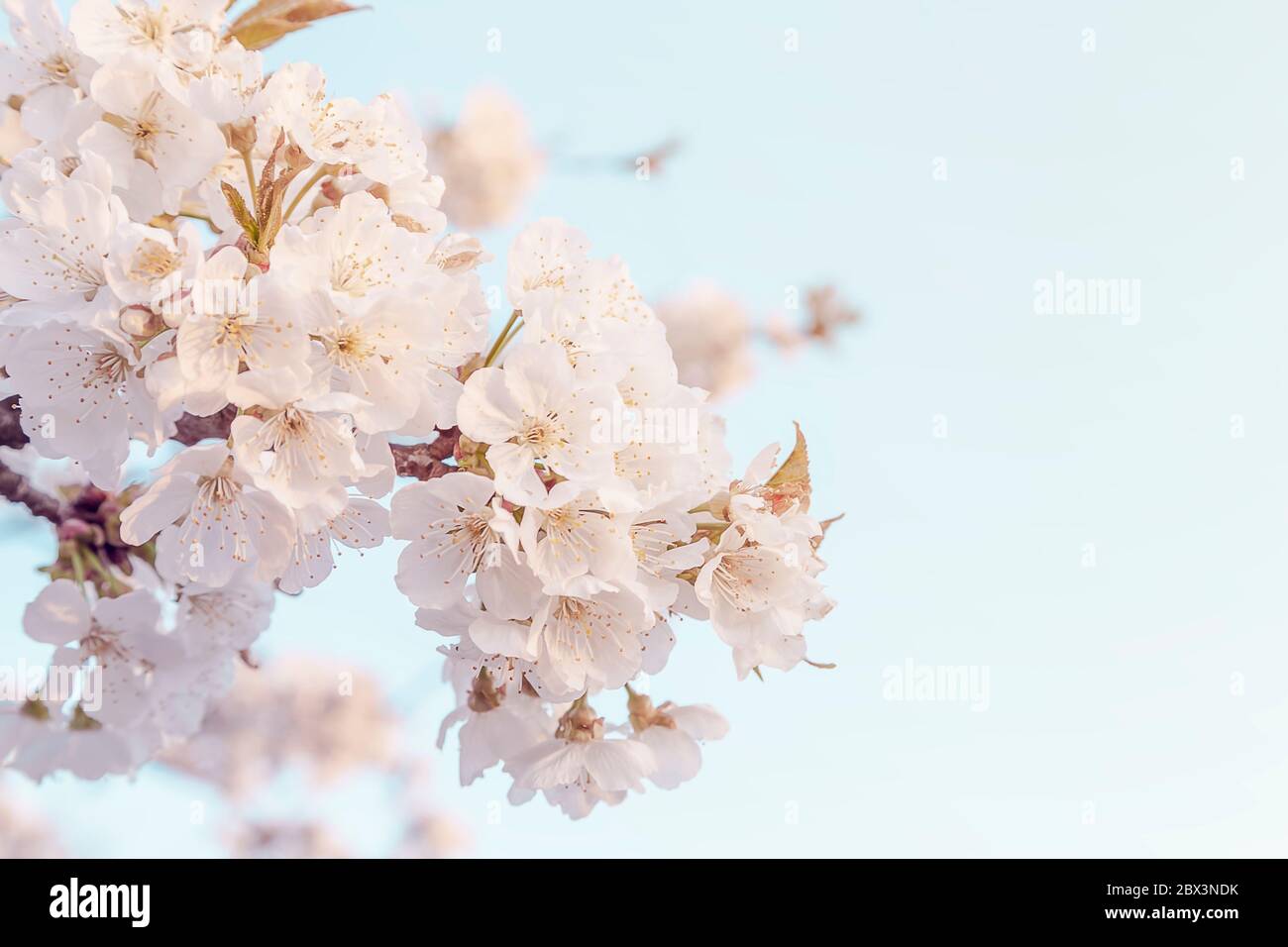 Fioritura del ramo di ciliegio, fiori sono in piena fioritura. Foto Stock